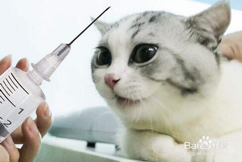 猫三联间隔多久打一次