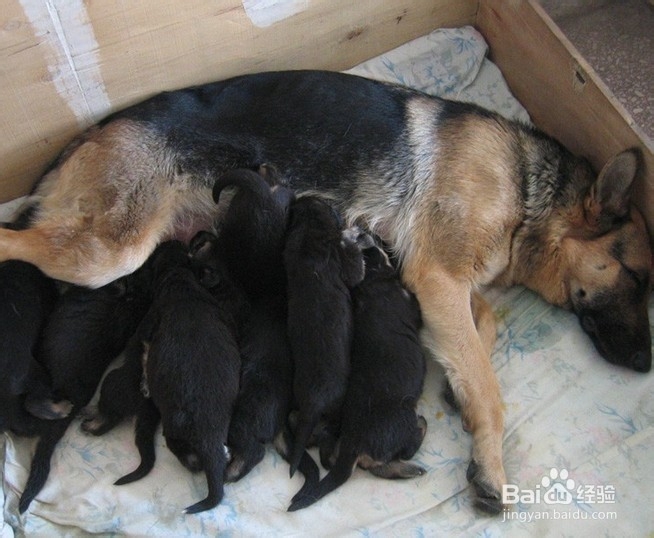 德国牧羊犬训练方法