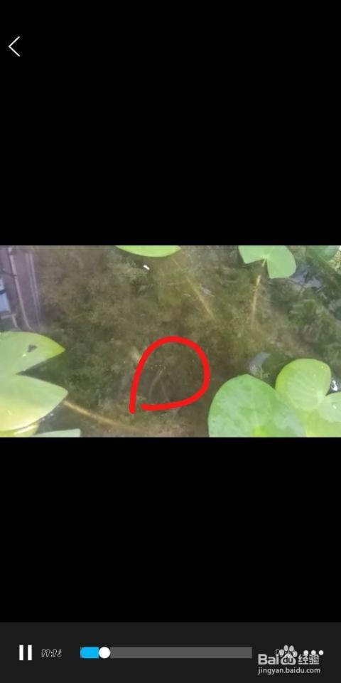 如何用泡沫箱同时养睡莲和溪鱼