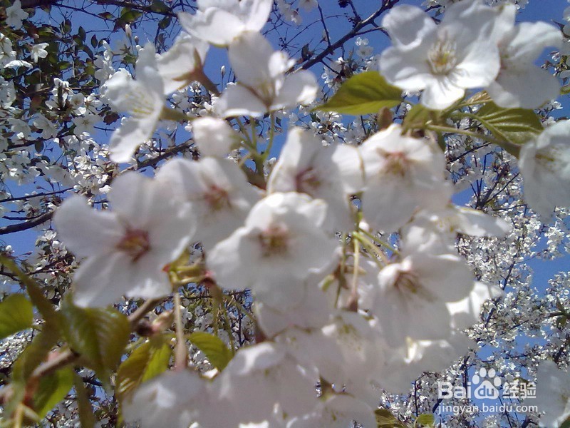 山东省小学教师资格证报名流程