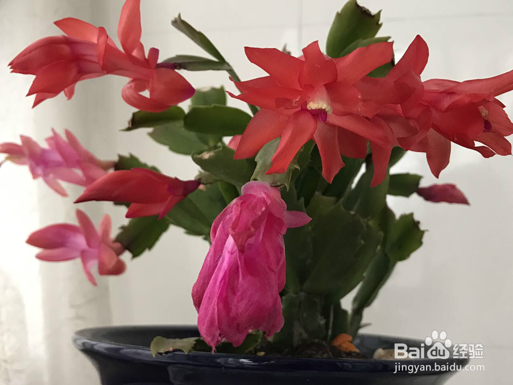 蟹爪兰的养护方法