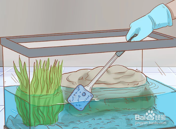 如何保持饲养海龟的水箱清洁