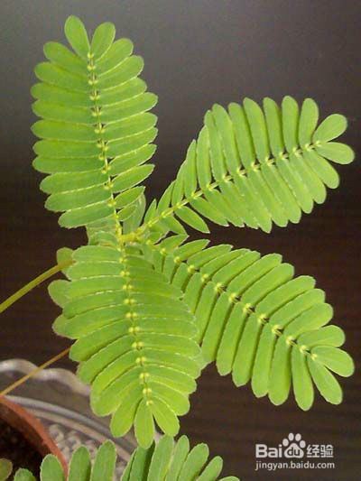 家中摆放5种绿色植物有害