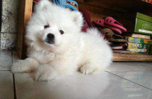 幼银狐犬怎样训练大小便