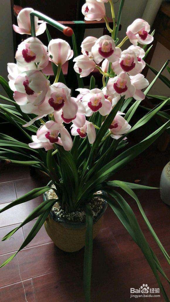 十几年养大花蕙兰经验分享