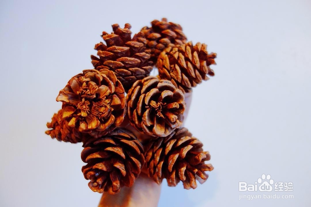 勿忘我怎么养成干花