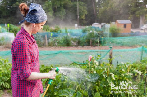 南瓜叶子发黄怎么办