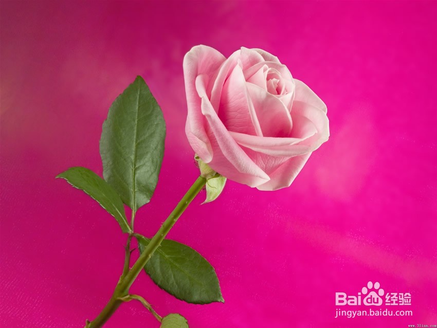 鲜花怎么保存的久一点