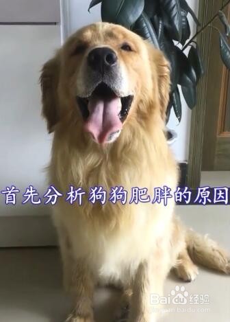 狗狗太胖怎么办