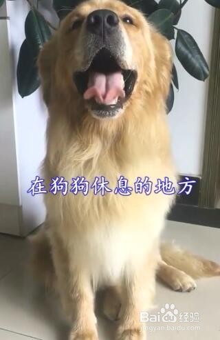 为什么狗狗晚上会乱叫