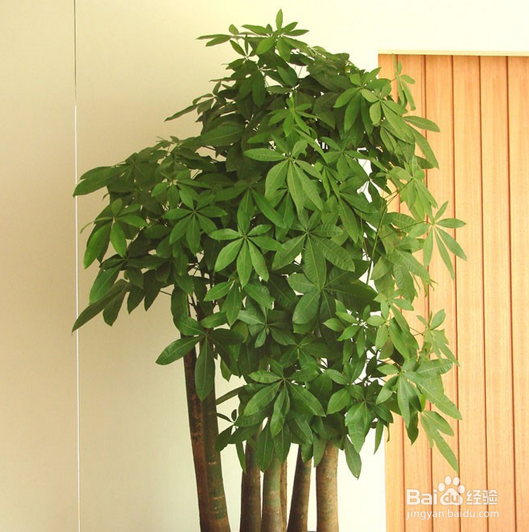 发财树烂根怎么办