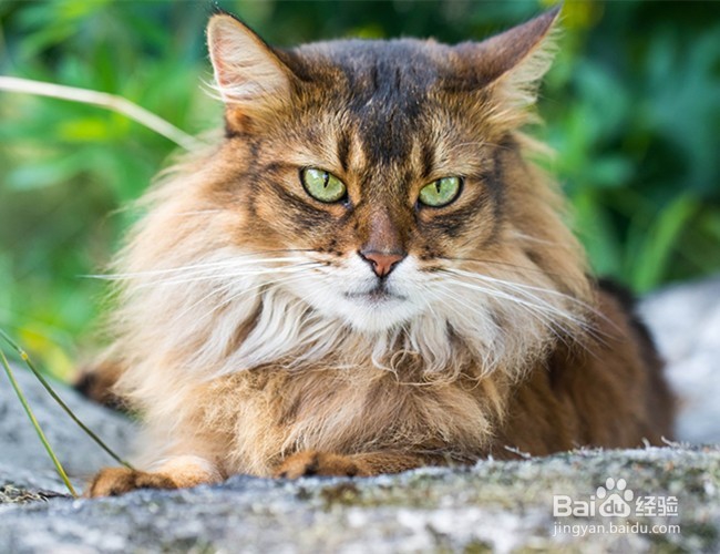 猫咪在哪些时候不能去打扰