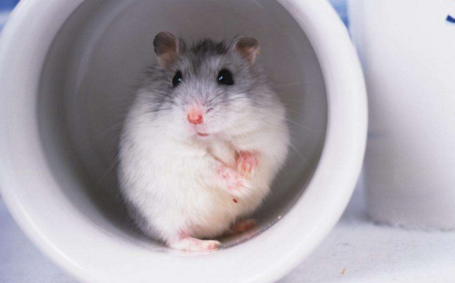 有什么适合学生养的小宠