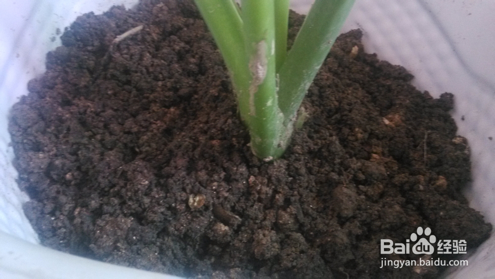 如何利用废弃的小花盆给家里添加盆栽