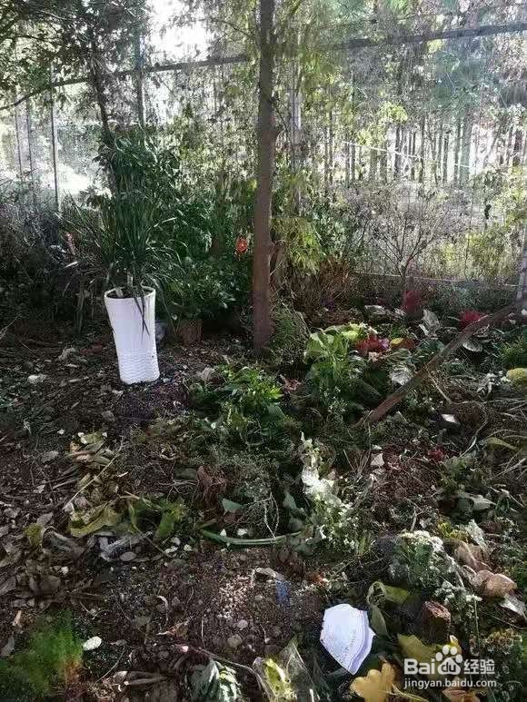 垃圾桶里一堆“贵货”花，丢人也要捡