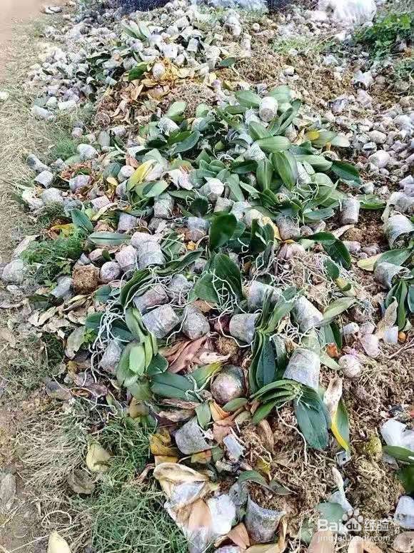 垃圾桶里一堆“贵货”花，丢人也要捡