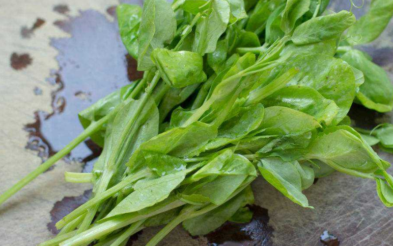 豌豆尖是地瓜叶吗