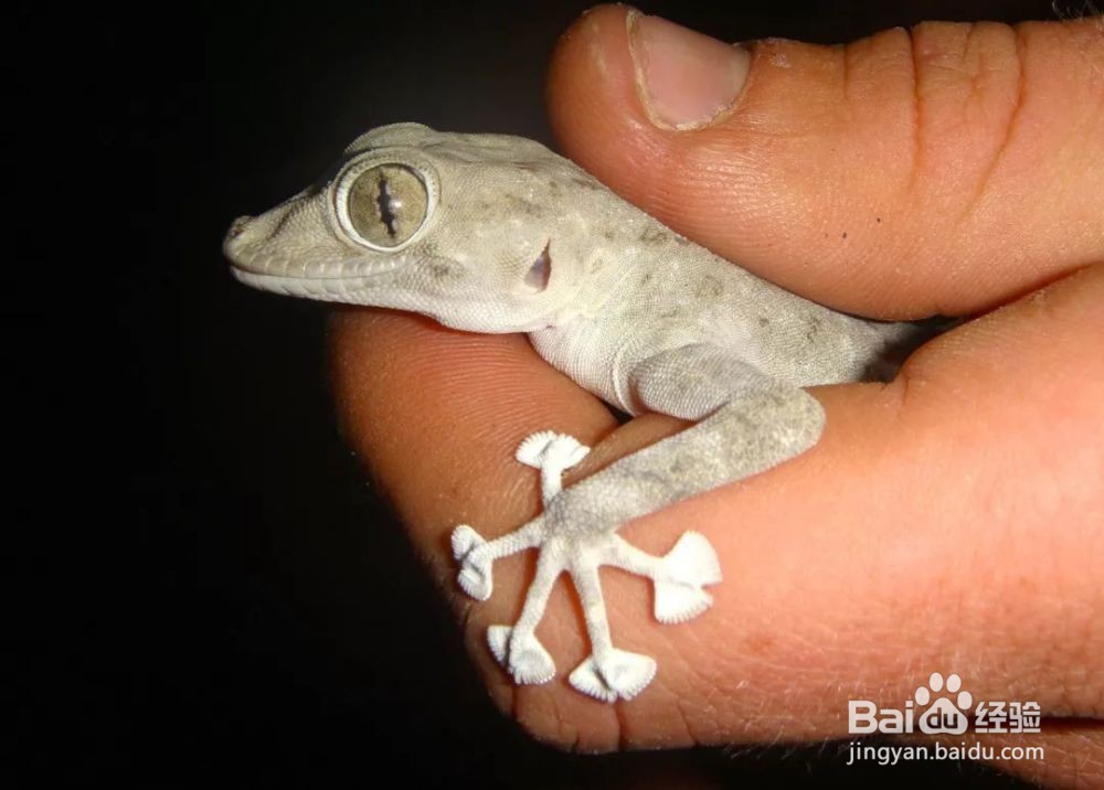 养守宫需要准备什么#校园分享#