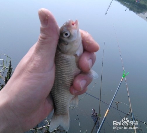 冬季怎么钓鲫鱼