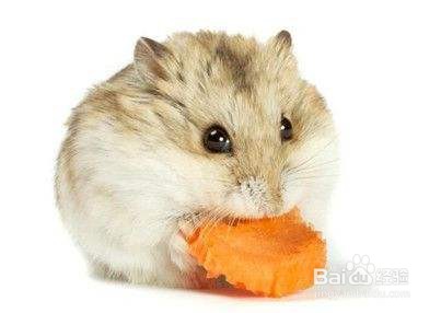 仓鼠可以吃些什么？