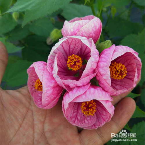 苘麻悬铃花怎么养