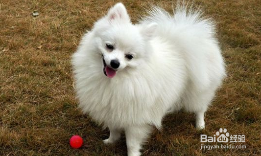 博美犬好养吗快看——傲娇小公主养成记~