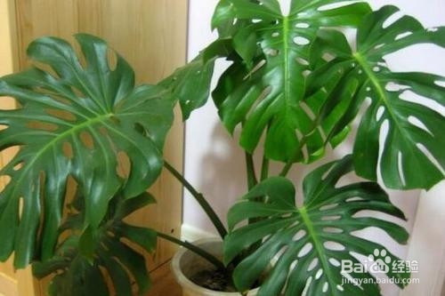 龟背竹如何快速开背