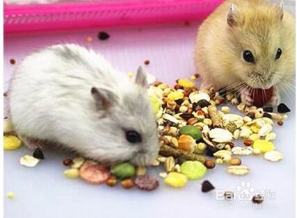 仓鼠粮食怎么保存