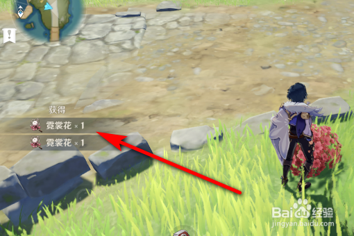 霓裳花在哪里采集？