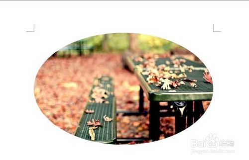 Word怎么把图片调成圆形或其它形状 百度经验