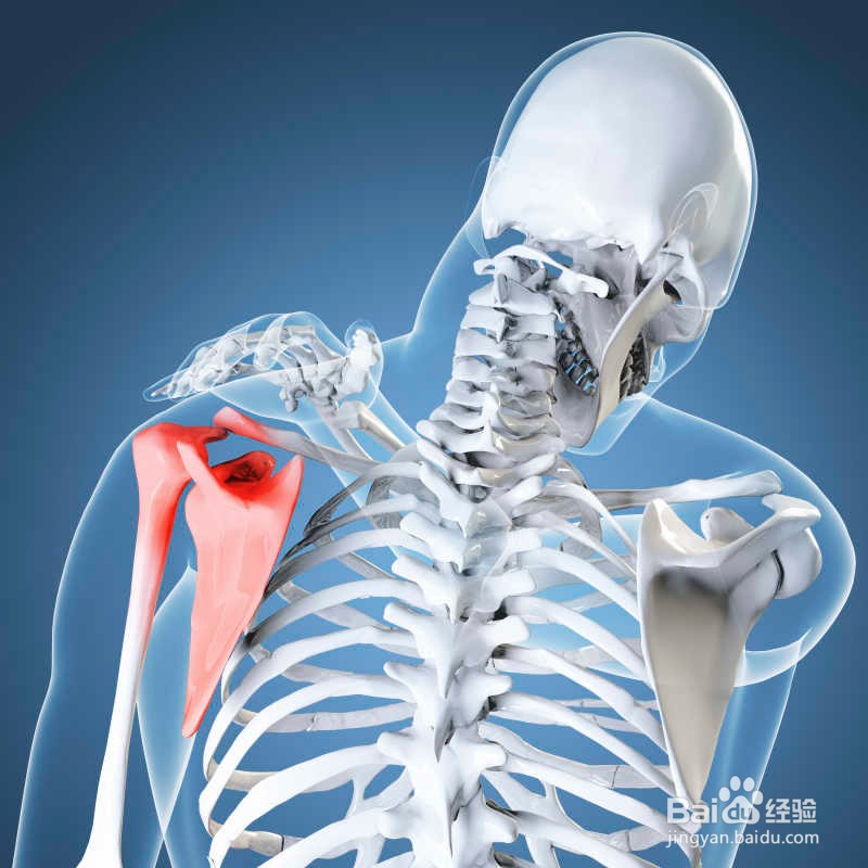 猪的尾巴有什么功效