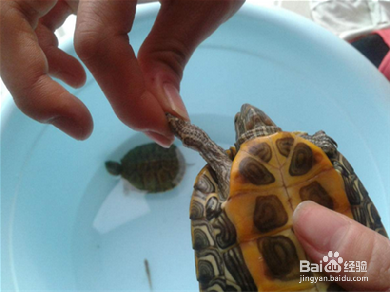 买的乌龟如何看是否健康
