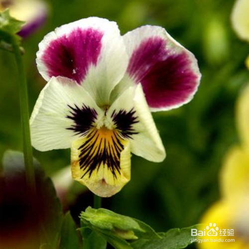 在日常生活中该如何养猴面花？