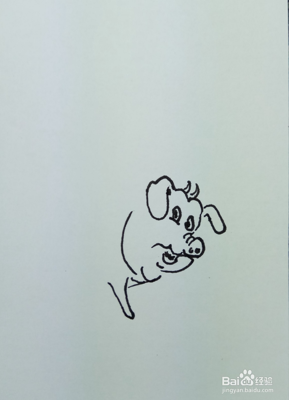 怎样画简笔画“花胖猪”？