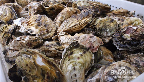 海蛎子都有哪些营养