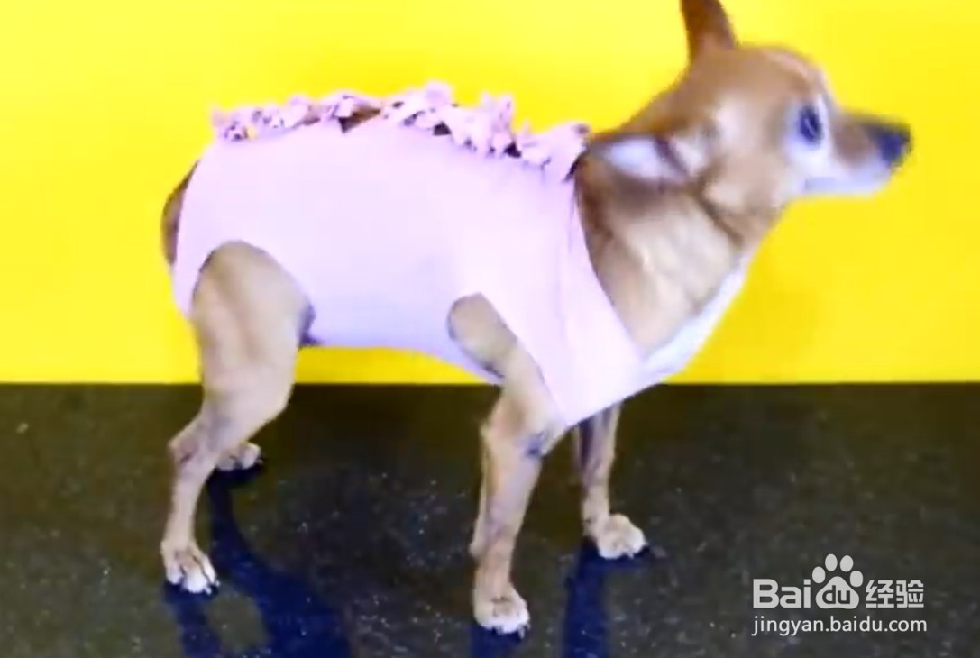 小狗的衣服怎么做步骤视频