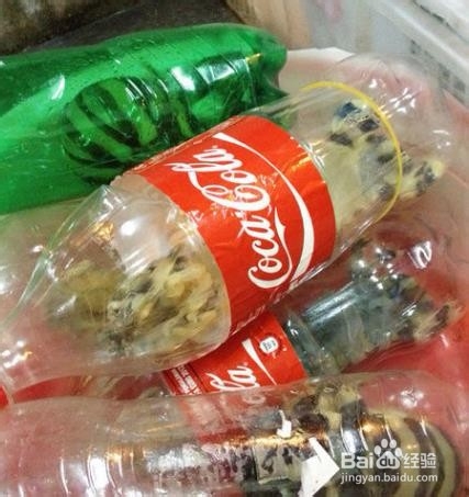 活虾怎么保存在冰箱