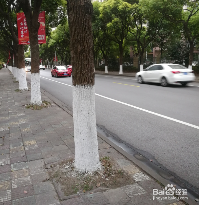 道路两旁的树刷一截白灰有什么用
