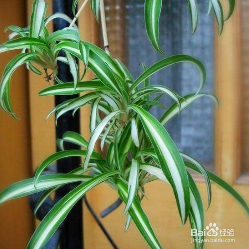 银边吊兰该怎么养殖？