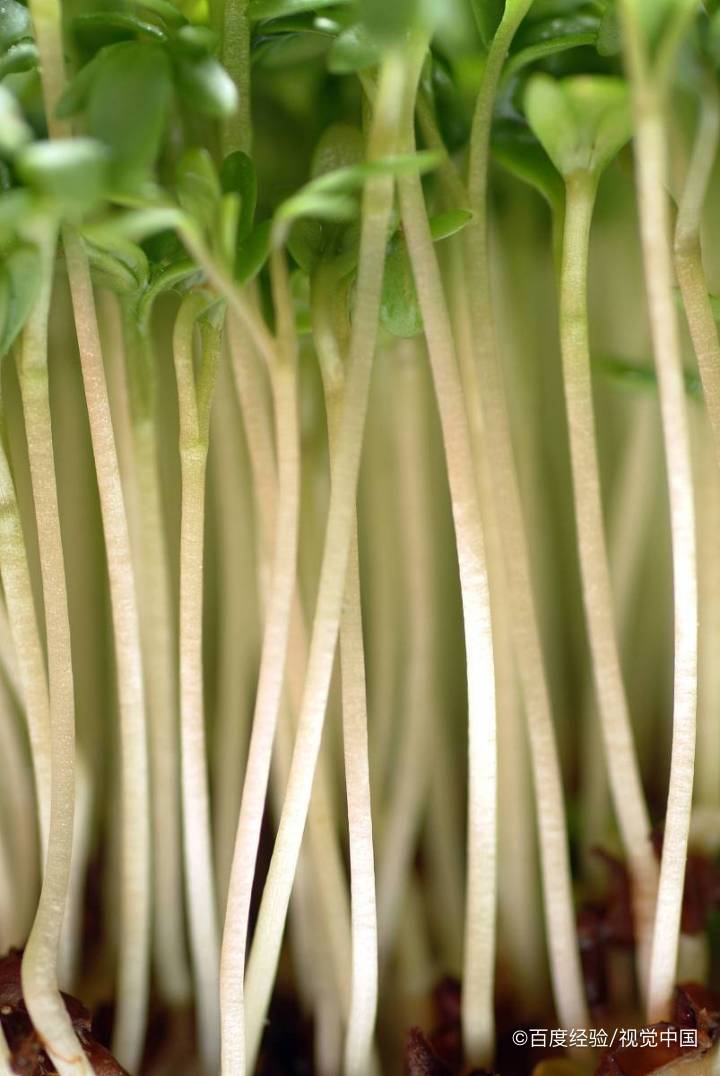 黑豆芽怎么发苗菜水培方法