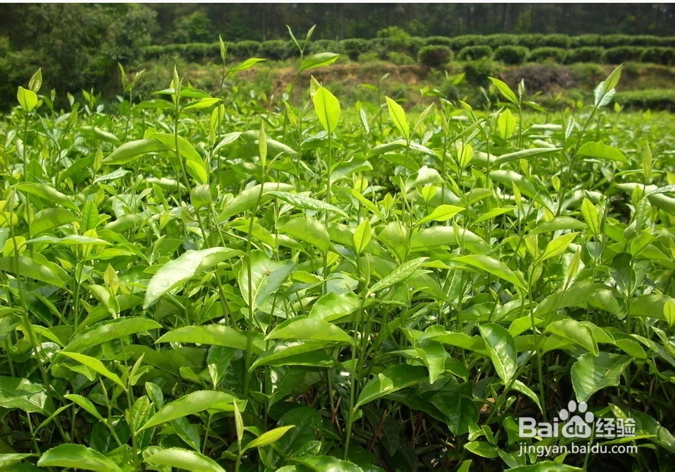 茶叶的储藏技巧