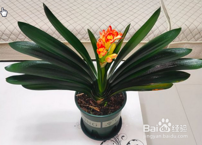 君子兰如何过夏天