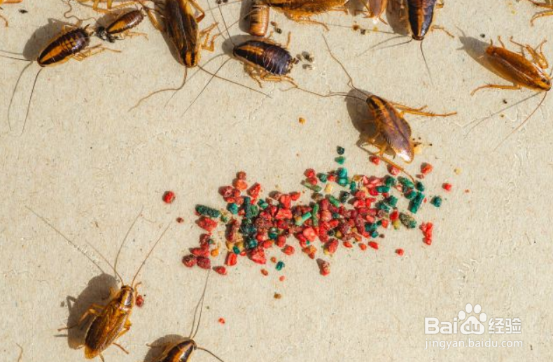 小强蟑螂怎么杀死