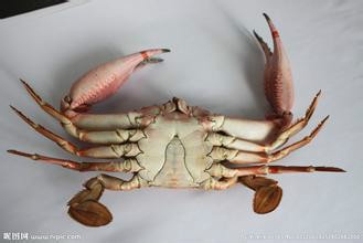 吃螃蟹需要知道的那些事