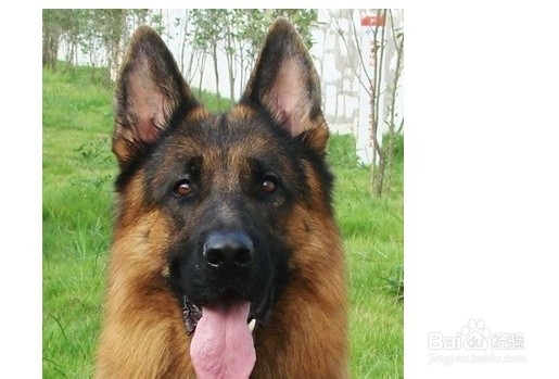 纠正德国牧羊犬的咬人行为