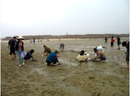 海边沙蟹怎么捉