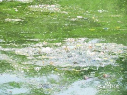 怎样把漂在水面的油泡沫消除 百度经验 怎样把漂在水面的油泡沫消除 百度经验