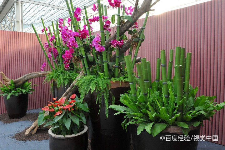 如意盆栽的养殖方法