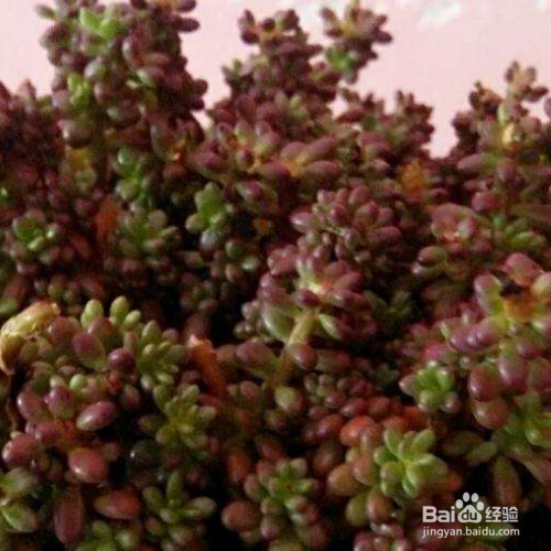 紫米粒多肉植物怎么养