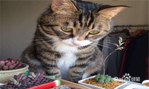 如何避免家里的猫咪咬伤多肉植物盆栽 百度经验 如何避免家里的猫咪咬伤多肉植物盆栽 百度经验